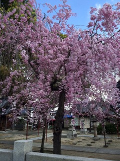 桜近所.jpg