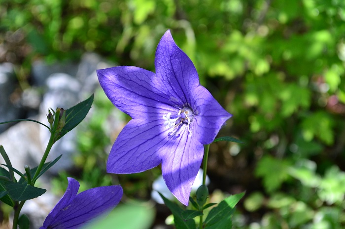 1年 3年 レンタル 複合機 ニーズ拡大 Oa機器 Com 公式ブログ